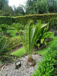 Image result for Encephalartos senticosus