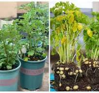 Frontiers | Home food gardening in modern cities: advances ...