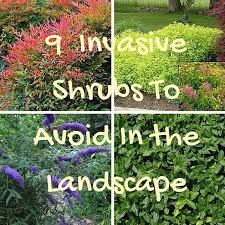 See more ideas about burning bush, planting flowers, plants. 9 Invasive Shrubs To Avoid In The Landscape Eartheim Landscape Design Lexington Kentucky