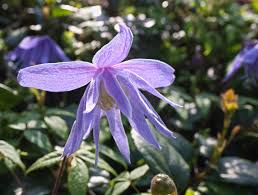 Maybe you would like to learn more about one of these? Spring Blooming Clematis What Are Some Clematis Varieties That Bloom In Spring