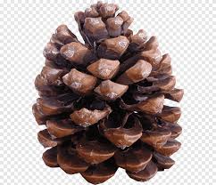 The tree originated in the middle east, and is mentioned numerous times in the bible. Pine Nut Png Images Pngegg