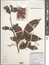 Image result for Eriocoelum microspermum