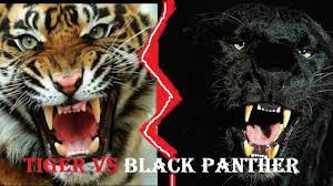 In both cases the potential of both tanks was the biggest theoretical advantage of the panther, its bigger mv (700m/s vs 450/550m/s) usually meant. Tiger Vs Black Panther Tiger Vs Black Panther Who Would Win Sher Khan Vs Bagheera Youtube