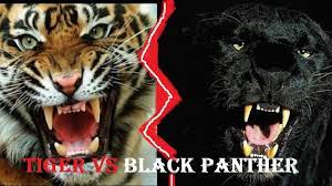 Tiger Vs Black Panther Tiger Vs Black Panther Who Would Win Sher Khan Vs Bagheera Youtube