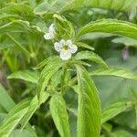 Image result for Asystasia mysorensis