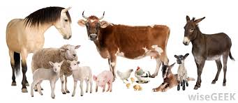 We did not find results for: What Is Animal Husbandry With Pictures