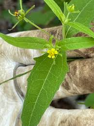 Image result for Sigesbeckia