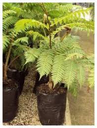Image result for Cyathea dregei