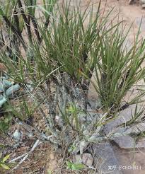 Image result for Xerophyta pauciramosa