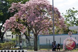 Maybe you would like to learn more about one of these? Bunga Sakura Mekar Di Kebun Raya Cibodas Antara News