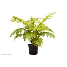 Image result for Cyphia brachyandra