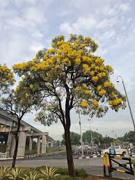 Image result for Handroanthus chrysotrichus