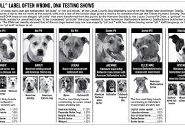 Another way to learn about pitbull puppies Many Shelter Dogs Mislabeled Pit Bulls The Blade