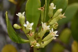 Image result for Lumnitzera racemosa