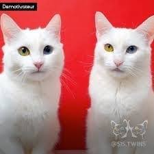 Profile for Noel Petit