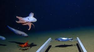 Maybe you would like to learn more about one of these? 5 Palung Laut Terdalam Di Indonesia Salah Satunya Berada Di Jawa