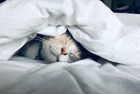 I am lactose intolerant so i drink almond milk naturally. Can Cats Drink Soy Or Almond Milk Ginger Cat House