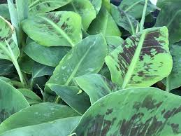 Image result for Musa Cavendish