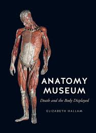 Anatomical diagram showing a front view of muscles in the human body. Anatomy Museum Death And The Body Displayed Hallam