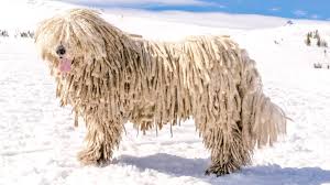 Image result for Komondor