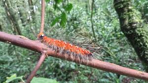 Image result for Millettia eetveldeana