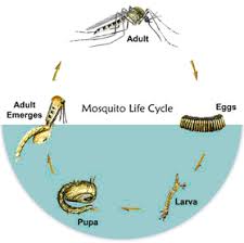 The easiest way to know mosquitoes are around is when you feel and see their irritating bites or spot them flying through the air, perching on a nearby wall or hanging out elsewhere in your home. How Long Does The Average Mosquito Live Quora