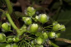 Image result for Lepistemon owariensis