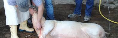 Wir schlachten heut ein Schwein oder Schweinchen auf der Leiter |  Grillforum und BBQ - www.grillsportverein.de