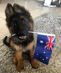 German Shepherd Pup With Australian Flag German Shepherd Puppies Gsd Puppies Animals
