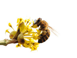 Repeat application of the oil (make a new batch each time) in a week, and continue each week until. 5 Steps To A Bee Friendly Garden The Green Life