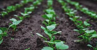 Check spelling or type a new query. How To Set Up Your Vegetable Garden Bed Or Container Correctly