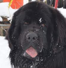 Newfoundland breeders in colorado google map. Moore Newfies Reputable Newfoundland Breeder In Colorado