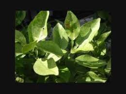 ゆずの葉が白くなってしまいました 我が家の庭にゆずの木が植えてある 農学 教えて Goo