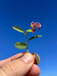 Image result for Alysicarpus