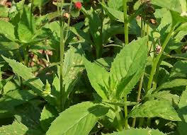 Image result for Crassocephalum crepidioides