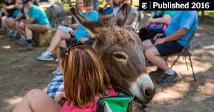 The miniature donkey also known as the sardinian donkey originated in the mediterranean islands of sicily and sardinia. The Miniature Donkey Therapy Meet Up The New York Times