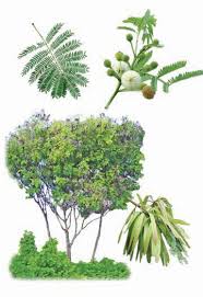 Image result for Mimusops obtusifolia