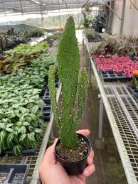 Image result for Opuntia monacantha