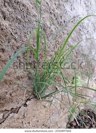 Image result for Dinebra