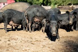 American Guinea Hogs give Lorri Kelly true meaning to life