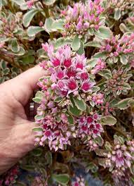 Maybe you would like to learn more about one of these? Sedum Spurium Tricolor Buy Online At Annie S Annuals