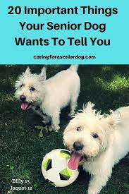 20 Important Things Your Senior Dog Wants To Tell You Caring For A Senior Dog Senior Dog Elderly Dog Care Dog Care