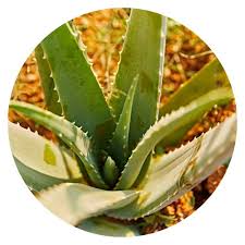 Enzyme, mineralstoffe, vitamine,* aminosäuren, fettsäuren. Unsere Forever Aloe Forever Living Products Switzerland
