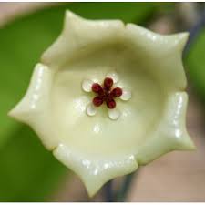 Hoya hates clogged soil !!! Hoya Macgillivrayi Mount Tozer Hoyapassion