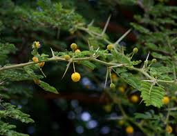 Image result for Embelia nilotica