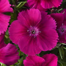 Image result for Dianthus