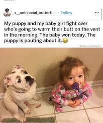 Awesome 36 Memes That Will Make You Laugh Like Kid Funny Cute Funny Animals Cute Funny Animals