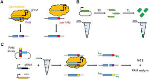 But in pam 2018 they added it. A Detailed Cell Free Transcription Translation Based Assay To Decipher Crispr Protospacer Adjacent Motifs Sciencedirect