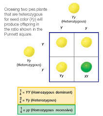 Tallness (t) gene is dominant over dwarfness (t) gene. Monohybrid Cross Biyo Tek Punnett Squares Pea Plant Cross