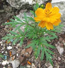 Cosmos Flower Medicinal Uses Best Flower Wallpaper